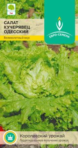 Салат Кучерявец Одесский цв/п 1 гр. - фото Салат Кучерявец Одесский цв/п 1 гр. от компании ООО «Торговая компания «Зеленая Русь» - фото