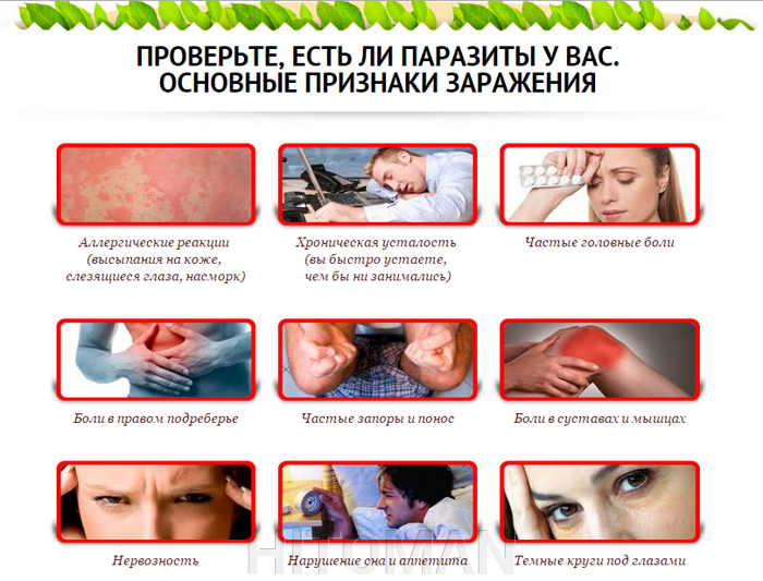 пижма от каких паразитов пижма от каких паразитов
