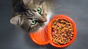 Как выбрать корм для кошек?