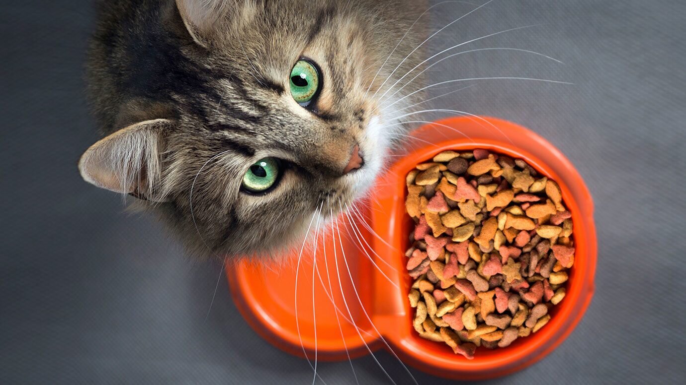 Корм для кошек