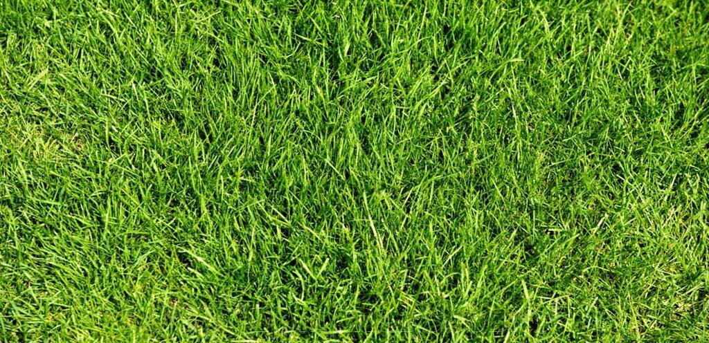 Газонная трава Липпа-Лилипут (Lippa-Liliput) Изящная медленнорастущая декоративная травосмесь от компании ООО "ДомСпецСервис" - фото 1