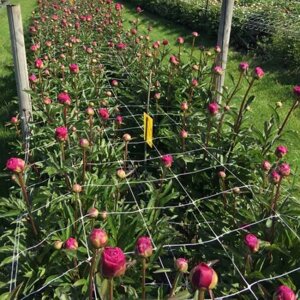 Шпалерная сетка для цветов, огурцов и вьющихся растений, ячейка 150*130мм рулон 1,7*500м