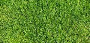 Газонная трава Липпа-Лилипут (Lippa-Liliput) Изящная медленнорастущая декоративная травосмесь 10кг
