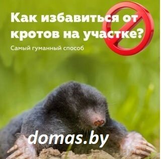 Как избавиться от кротов на участке? Предлагаем эффективный и гуманный способ борьбы с вредителями - фото pic_2530e8ca6ffc5d75aa063b023841761a_1920x9000_1.jpg