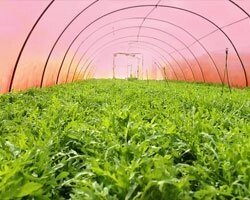 Поликарбонат сотовый 4,0 мм прозрачный «GREENHOUSE-NANO»