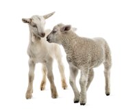 Выращивание козы и овцы