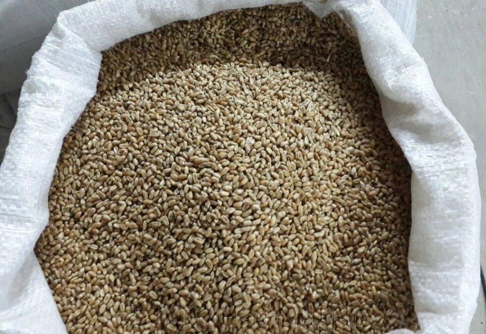 Зерно фуражное в мешках (пшеница, ячмень, овес, кукуруза, тритикале) - особенности