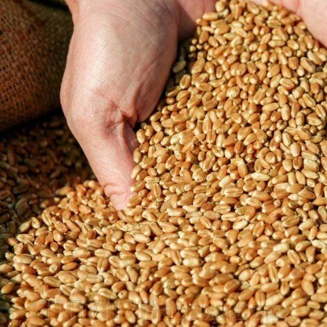 Пшеница оптом - описание