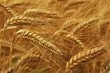 Закупка фуражного зерна от компании ЧТПУП «НастинДар» - фото 1