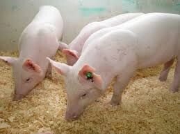 Закупка комбикорма для свиней от компании ЧТПУП «НастинДар» - фото 1