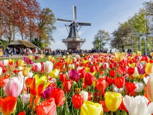 Берлин - амстердам - парк цветов «кёкенхоф»брюссель - антверпен - познань (выезд из минска)