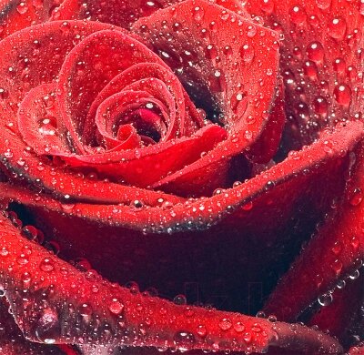 Фотообои листовые Citydecor Красная роза от компании Бесплатная доставка по Беларуси - фото 1