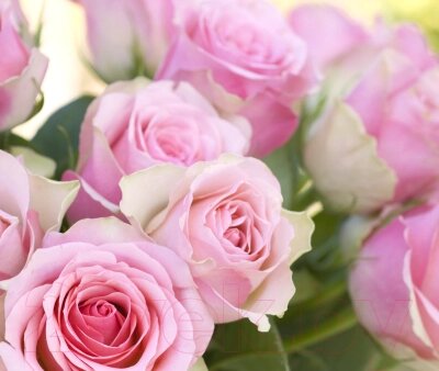 Фотообои листовые Citydecor Розовые розы от компании Бесплатная доставка по Беларуси - фото 1
