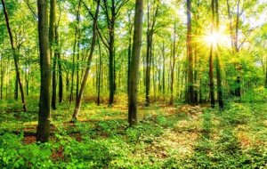Фотообои листовые Citydecor Солнечный лес