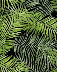 Фотообои листовые Citydecor Тропические листья