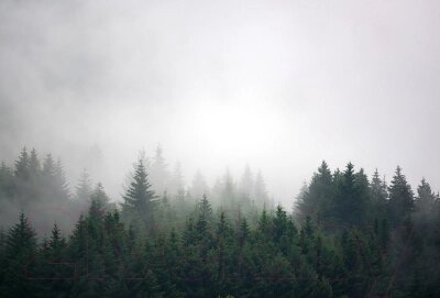 Фотообои листовые Vimala Лес в тумане 4 от компании Бесплатная доставка по Беларуси - фото 1