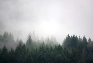 Фотообои листовые Vimala Лес в тумане 4