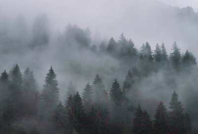Фотообои листовые Vimala Лес в тумане 7 от компании Бесплатная доставка по Беларуси - фото 1