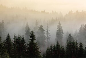 Фотообои листовые Vimala Лес в тумане 8