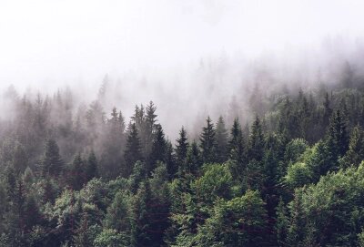 Фотообои листовые Vimala Лес в тумане от компании Бесплатная доставка по Беларуси - фото 1