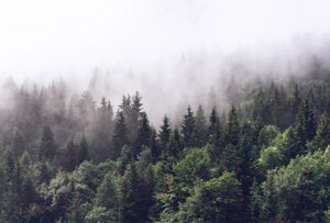 Фотообои листовые Vimala Лес в тумане