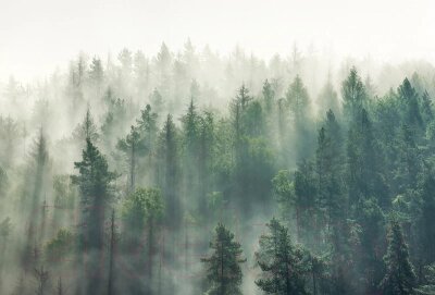 Фотообои листовые Vimala Солнечный лес 4 от компании Бесплатная доставка по Беларуси - фото 1