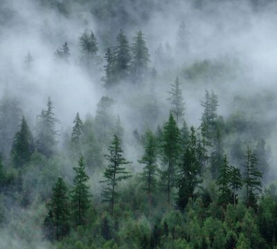 Фотообои листовые Vimala Зеленый лес 4 от компании Бесплатная доставка по Беларуси - фото 1