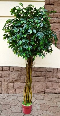 Искусственное растение ForGarden Дерево Ficus Melani / FGN BF00390 от компании Бесплатная доставка по Беларуси - фото 1