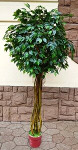 Искусственное растение ForGarden Дерево Ficus Melani / FGN BF00390
