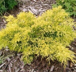 Саженец кустарника Красный клен Можжевельник средний King of Spring