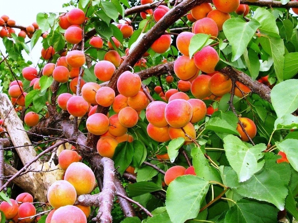 Абрикосы: "Саженцы абрикоса «Отбор Астахова»" от компании Садовник - все для сада и огорода - фото 1