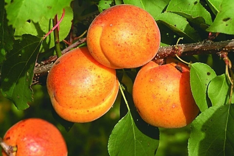 Абрикосы: "Саженцы абрикоса «»Спадчына»" от компании Садовник - все для сада и огорода - фото 1