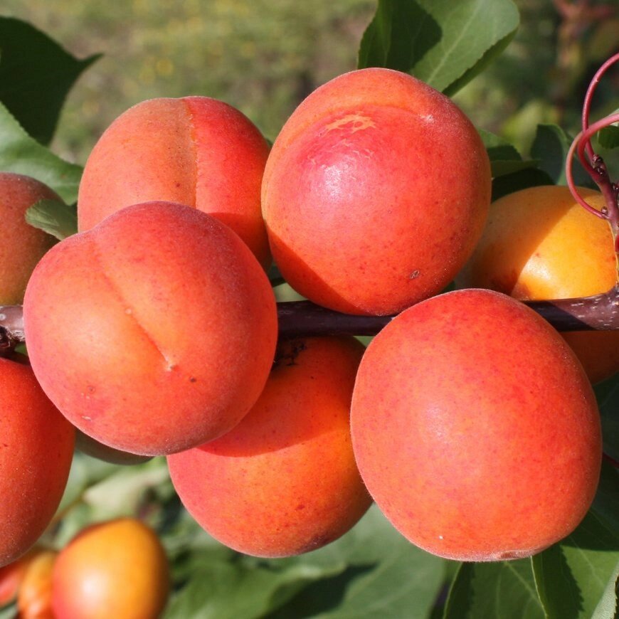 Абрикосы:"Саженцы абрикоса «Знаходка»" от компании Садовник - все для сада и огорода - фото 1