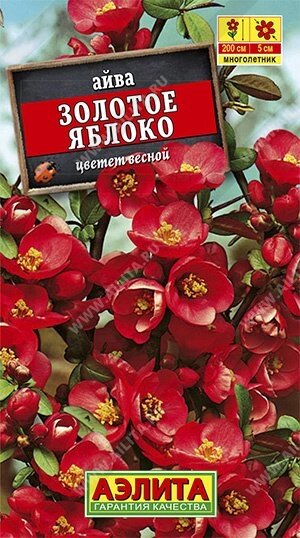 Айва японская Золотое яблоко 10шт от компании Садовник - все для сада и огорода - фото 1