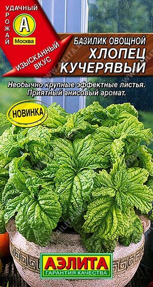 Базилик Хлопец Кучерявый (А)0,2гр ! НОВИНКА! от компании Садовник - все для сада и огорода. Семена почтой по всей РБ - фото 1