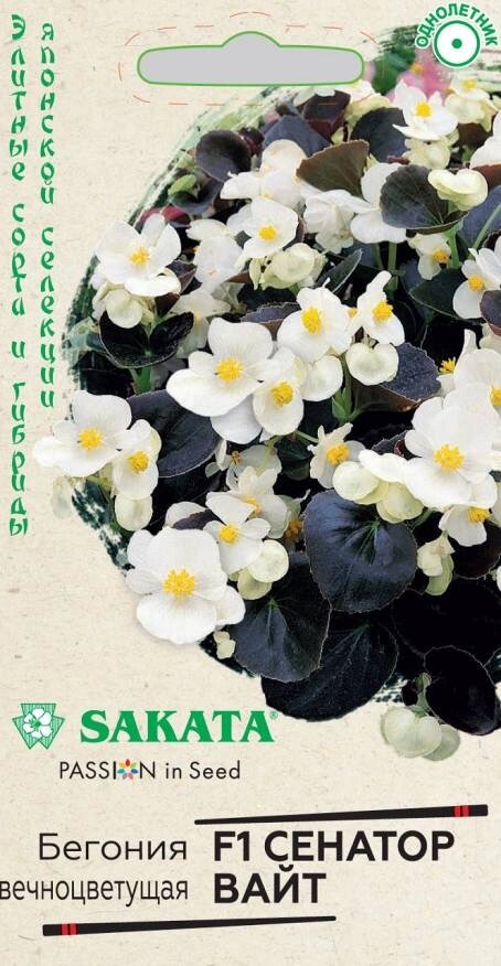 Бегония вечноцветущая Сенатор Вайт Sakata F1, 4шт от компании Садовник - все для сада и огорода - фото 1