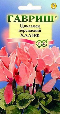 Цикламен Халиф персидский 3 шт (Г) от компании Садовник - все для сада и огорода - фото 1