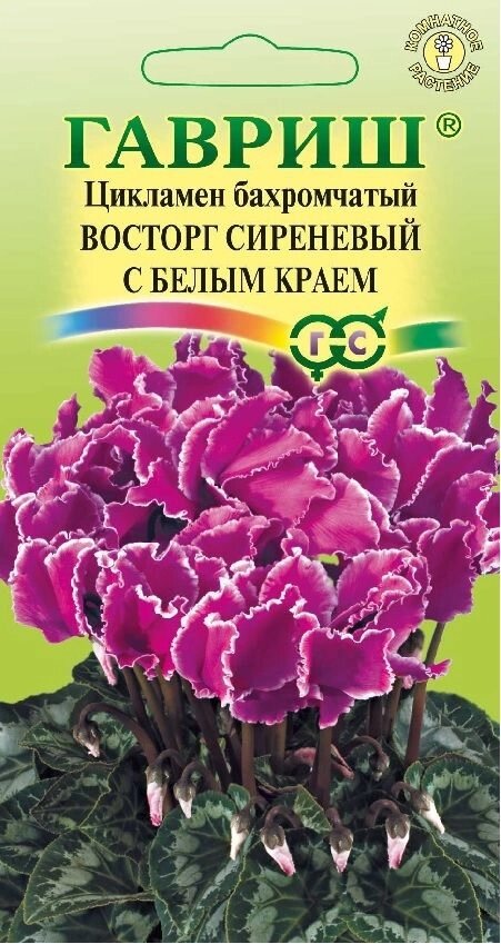 Цикламен Махровый Восторг сиреневый с белым3 шт(Г) от компании Садовник - все для сада и огорода - фото 1