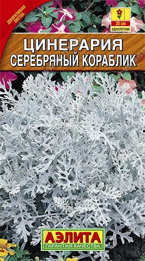 Цинерария Серебряный кораблик 0,05гр НОВИНКА от компании Садовник - все для сада и огорода. Семена почтой по всей РБ - фото 1