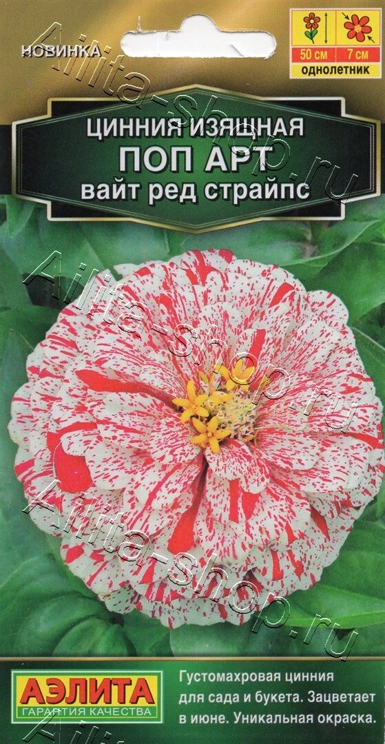 Цинния Поп арт вайт ред страйпс 0,1г аэлита от компании Садовник - все для сада и огорода - фото 1