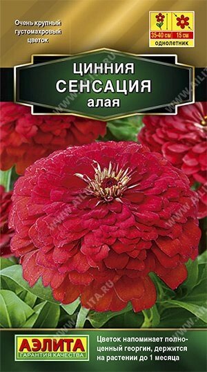 Цинния Сенсация алая 12шт от компании Садовник - все для сада и огорода. Семена почтой по всей РБ - фото 1