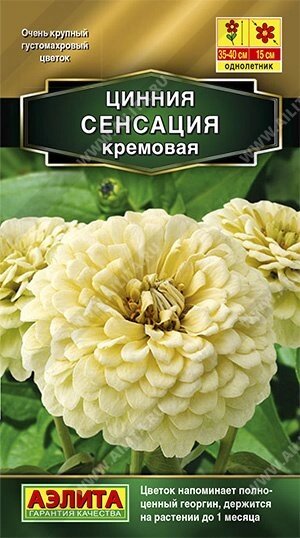 Цинния Сенсация кремовая 12шт от компании Садовник - все для сада и огорода. Семена почтой по всей РБ - фото 1