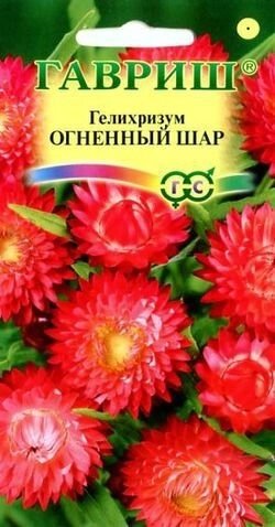 Гелихризум Огненный шар* 0,2 г от компании Садовник - все для сада и огорода. Семена почтой по всей РБ - фото 1