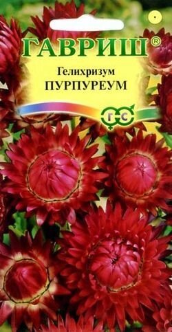 Гелихризум Пурпуреум 0,1 г.РФ от компании Садовник - все для сада и огорода. Семена почтой по всей РБ - фото 1