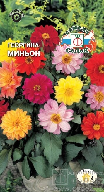 Георгина Миньон, смесь 0,2гр СДК ! НОВИНКА! от компании Садовник - все для сада и огорода - фото 1