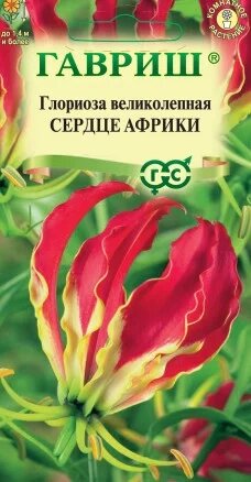 Глориоза великолепная Сердце Африки, 3шт, Гавриш от компании Садовник - все для сада и огорода - фото 1