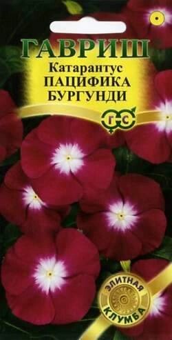 Катарантус Пацифика Бургунди, 5шт от компании Садовник - все для сада и огорода - фото 1