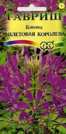 Клеома Фиолетовая Королева 0,3 гр (Г) ! НОВИНКА ! от компании Садовник - все для сада и огорода. Семена почтой по всей РБ - фото 1