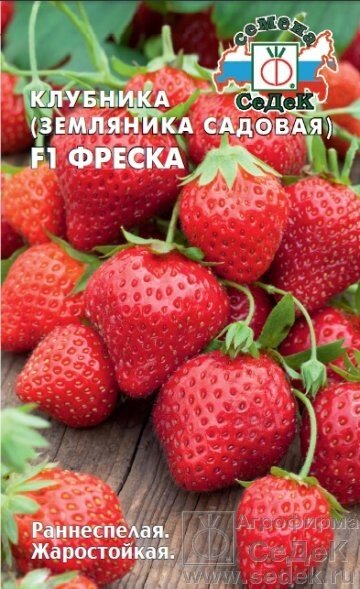 Клубника Фреска F1 (земляника садовая)15шт от компании Садовник - все для сада и огорода - фото 1