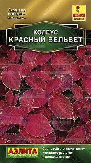 Колеус блюме Красный вельвет 10шт от компании Садовник - все для сада и огорода - фото 1